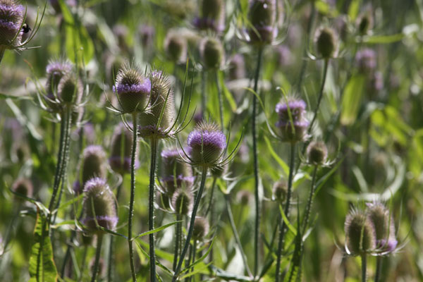 Dipsacus fullonum sylvestris - Fuller's Teasel