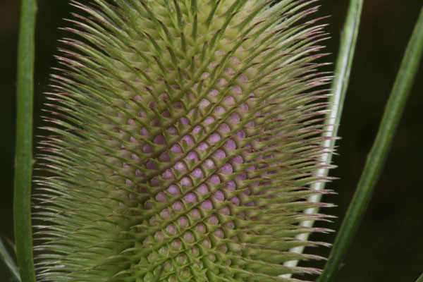 Dipsacus fullonum sylvestris - Fuller's Teasel