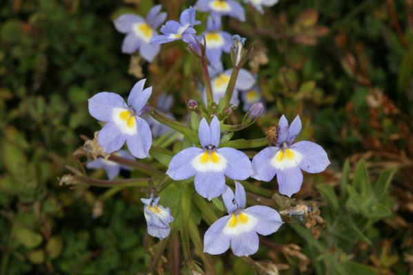 Downingia yina - The Cascade Calicoflower