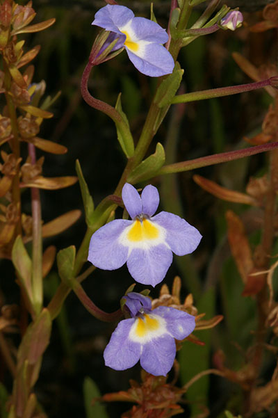 Downingia yina - The Cascade Calicoflower