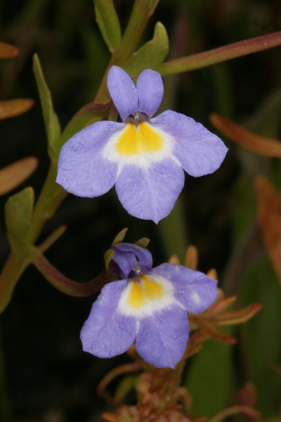 Downingia yina - The Cascade Calicoflower