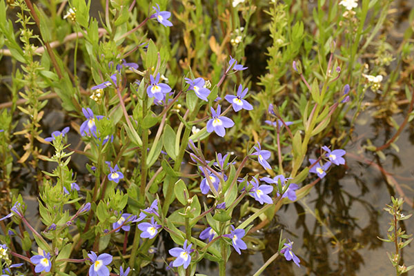 Downingia yina - The Cascade Calicoflower