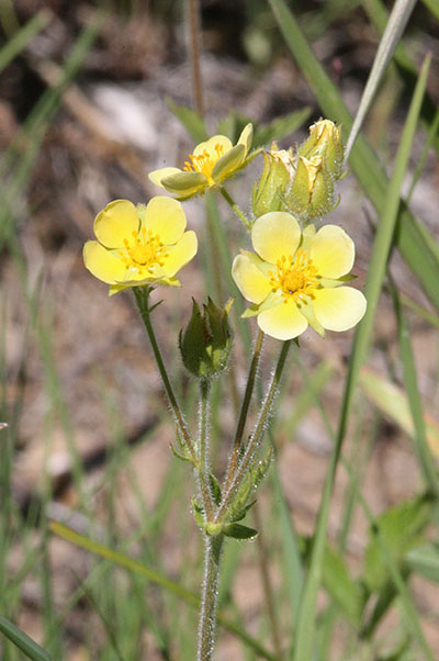 Drymocallis g. glandulosa - Sticky Cinquefoil