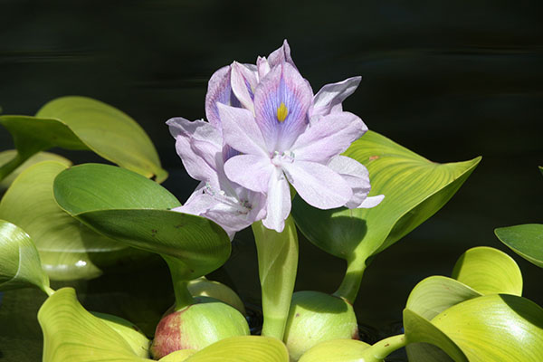 Eichhornia crassipes - Water Hyacinth