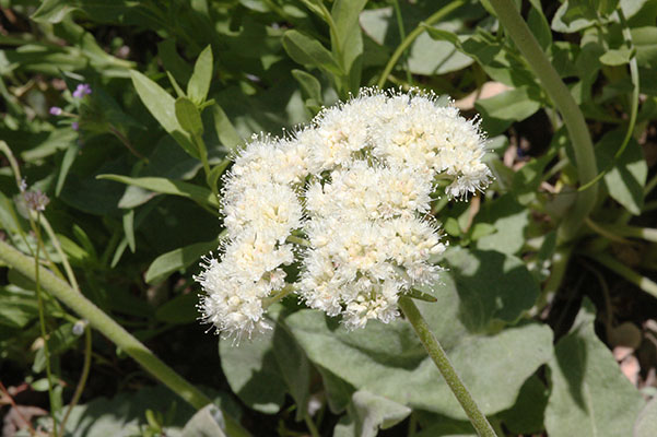 Eriogonum compositum