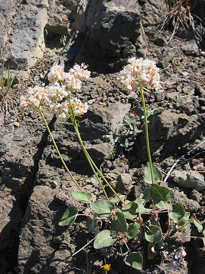 Eriogonum compositum