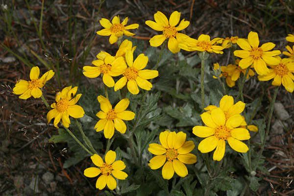 Eriophyllum l. lanatum