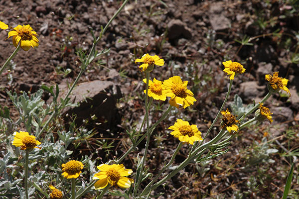 Eriophyllum l. lanatum