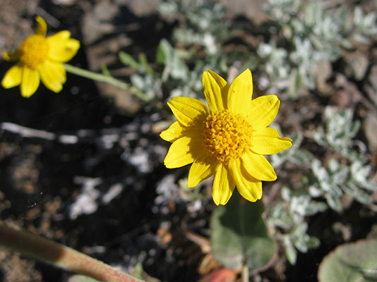 Eriophyllum l. lanatum