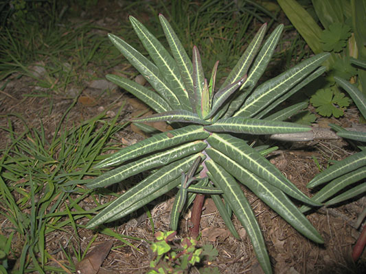 Euphorbia lathyris