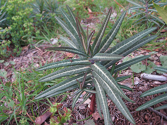 Euphorbia lathyris