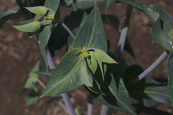 Euphorbia lathyris