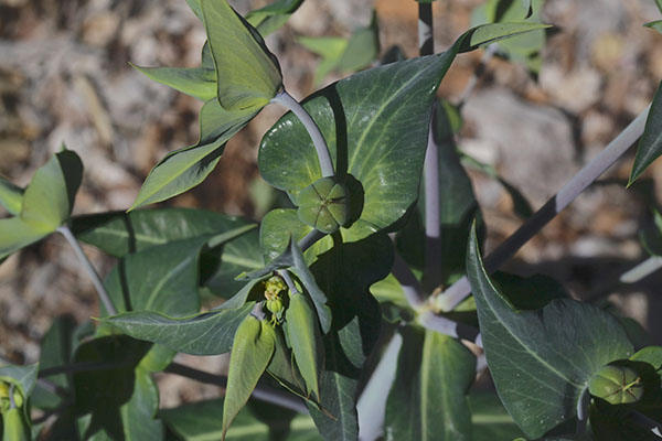 Euphorbia lathyris