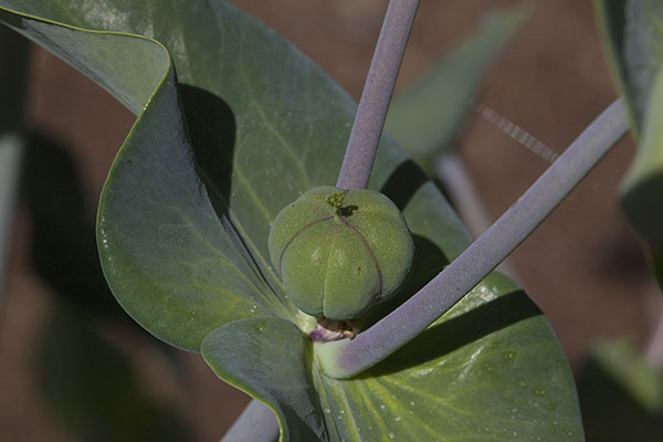 Euphorbia lathyris