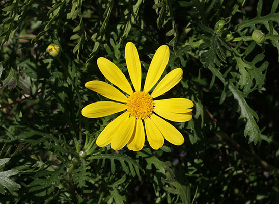 Euryops pectinatus 'Viridis' (Linnaeus, 1753) - Golden Bush Daisy