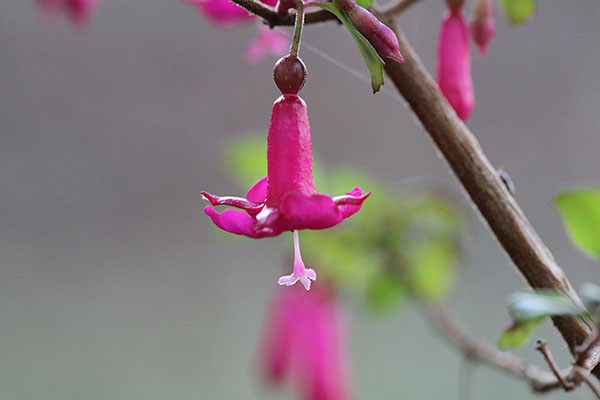 Fuchsia thymifolia minimiflora - Thyme-leafed Fuchsia