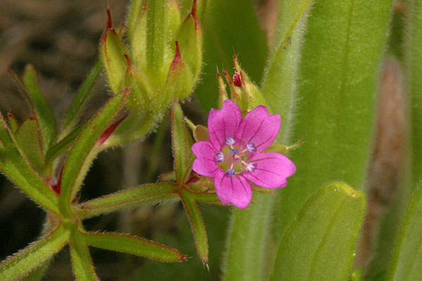 Geranium dissectum - Cutleaf Geranium