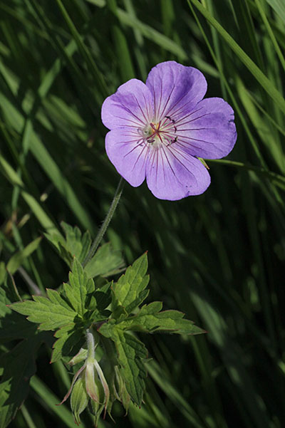 Geranium pratense 'Rozanne' - Meadow Cranesbill