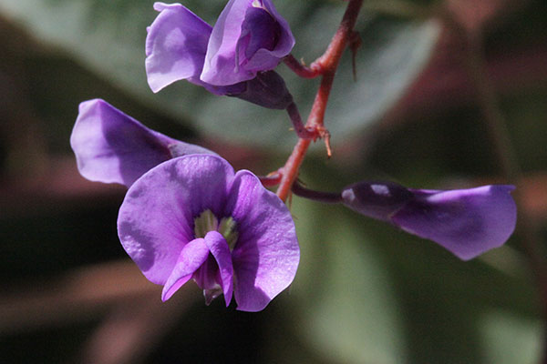 Hardenbergia violacea - False Sarsaparilla