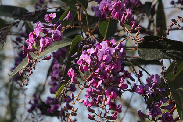 Hardenbergia violacea - False Sarsaparilla