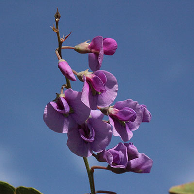 Hardenbergia violacea - False Sarsaparilla