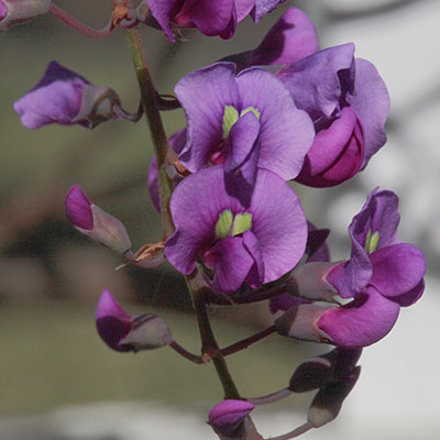 Hardenbergia violacea - False Sarsaparilla