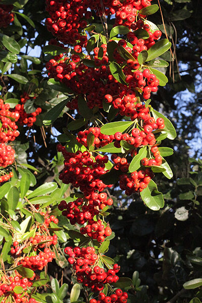 Heteromeles arbutifolia - Toyon