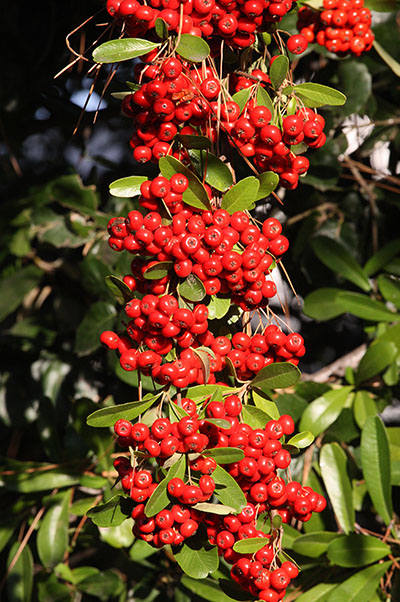 Heteromeles arbutifolia - Toyon