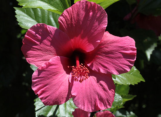 Hibiscus_sinensis