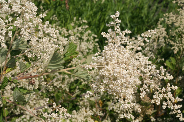 Holodiscus discolor - Ocean Spray