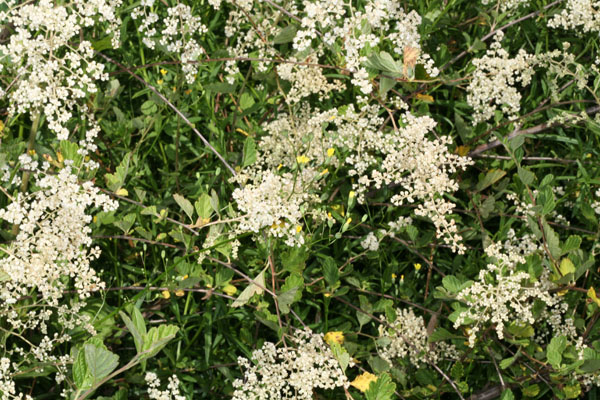 Holodiscus discolor - Ocean Spray