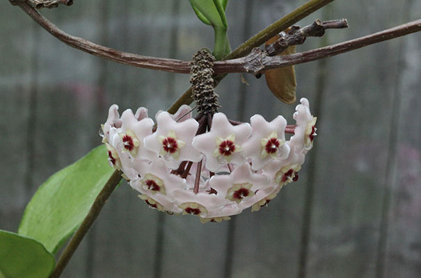 Hoya carnosa - Wax Plant