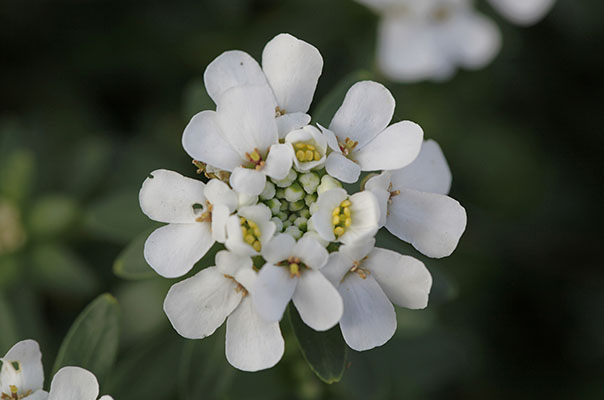 Iberis sempervirens (Linnaeus, 1753) 'Alexander's White' - Alexander's White Candytuft