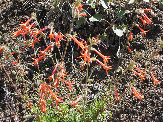 Ipomopsis aggregata - Scarlet Gilia