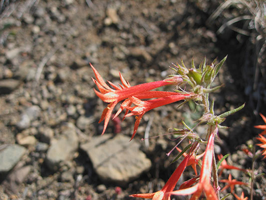 Ipomopsis aggregata - Scarlet Gilia