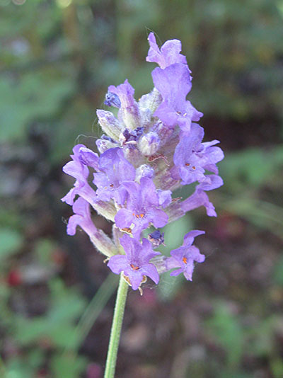 Lavandula agustifolia 'Munstead'