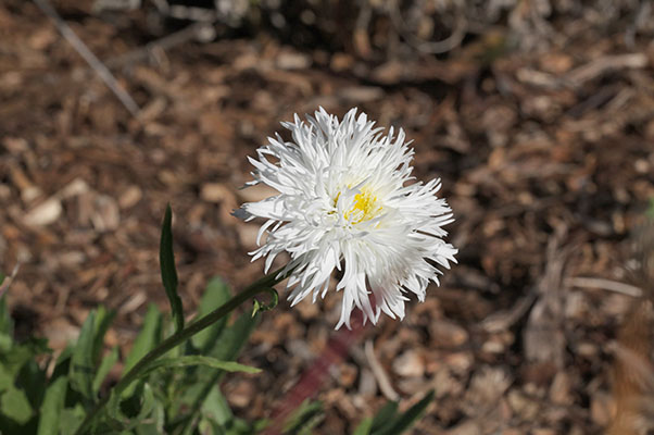 Leucanthemum x superbum 'Aglaya'