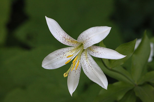 Lilium washingtonianum purpurascens - Washington Lily