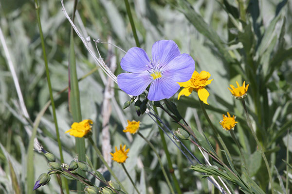 Linum lewisii - Western Blue Flax