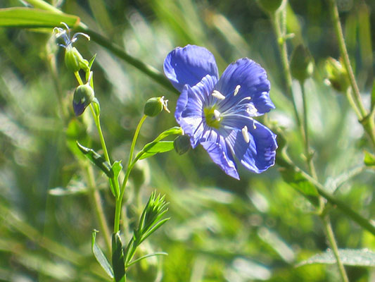 Linum lewisii - Western Blue Flax