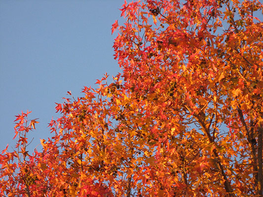 Liquidambar styraciflua - Sweetgum