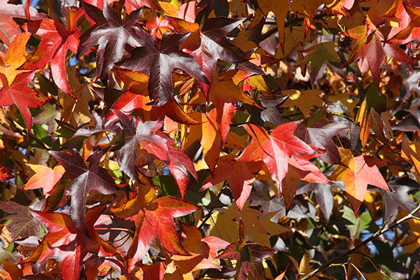 Liquidambar styraciflua - Sweetgum