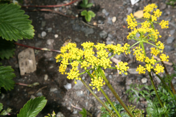 Lomatium hallii - Hall's Lomatium