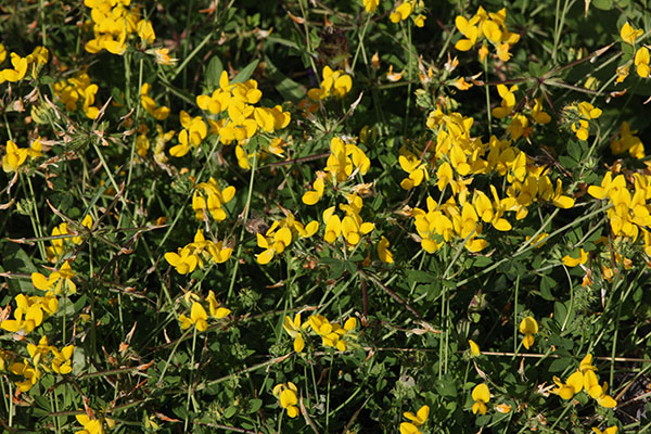 Lotus corniculatus - Bird's-foot Trefoil