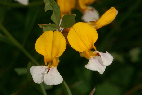 Lotus formosissimus - Seaside Bird's-foot Trefoil