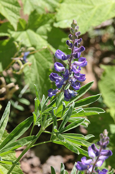 Lupinus l. latifolius - Broadleaf Lupine