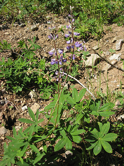 Lupinus l. latifolius - Broadleaf Lupine