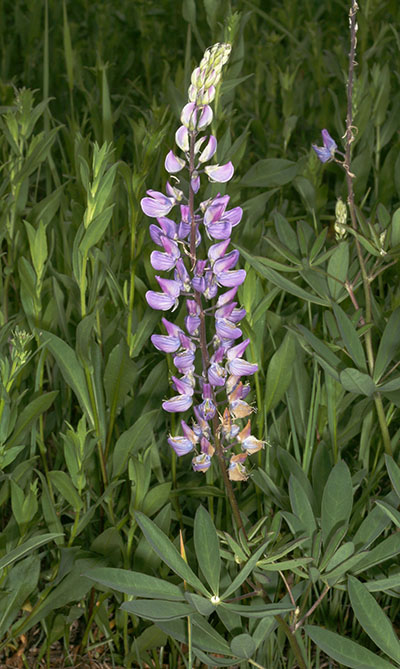 Lupinus polyphyllus - Large-leaved Lupine aka Bigleaf Lupine