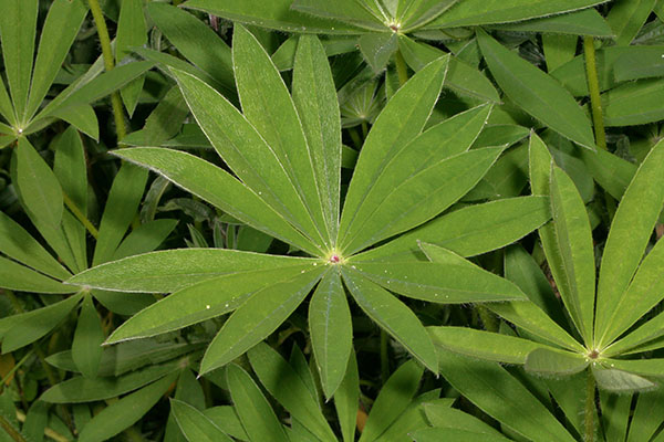 Lupinus polyphyllus - Large-leaved Lupine aka Bigleaf Lupine