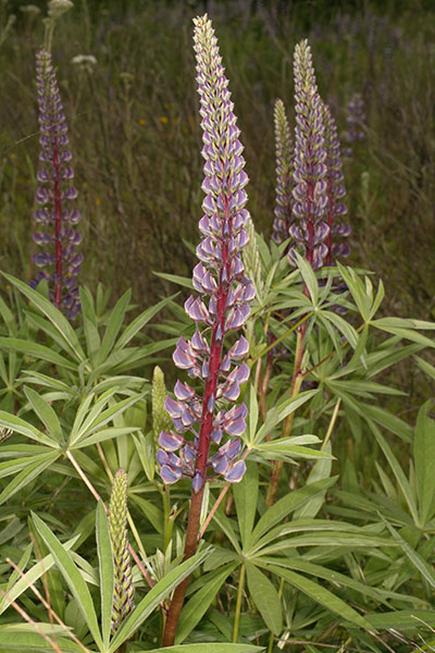 Lupinus polyphyllus - Large-leaved Lupine aka Bigleaf Lupine